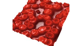 Rasterkraftmikroskopie-Aufnahme von Roten Blutzellen (Empa)