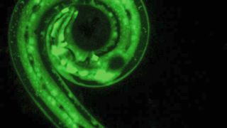 C. elegans-Wurm, der ein Gen exprimiert (in grün), das die Produktion der antimikrobiellen Moleküle (AMP) fördert. (Bild: © Henrik Bringmann)