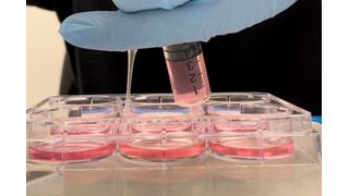 An NYU researcher administers chemical signals to non-neural cells grown in a culture plate.  (Source: Nikolay Kukushkin)