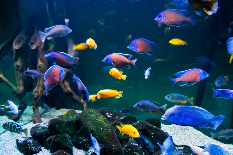 Cichlids and stingrays can perform simple addition and subtraction. (Maria - stock.adobe.com)