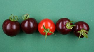 Violette Tomaten im Vergleich zu einer nicht veränderten Frucht (Mitte). (Bild: Sylvestre Marillonnet, IPB)