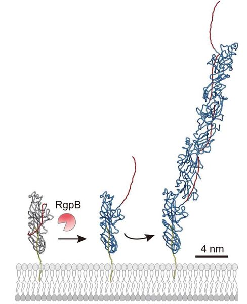 The protease RgpB releases the donor strand (seen in red in the diagram) from the unassembled pilin, which flips out, and inserts itself into its neighbor. (H. Matsunami and S. Shibata, OIST )