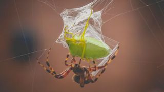 Wer einen Code Smell frühzeitig wahrnimmt, kann auf lange Sicht sogar Bugs verhindern, (Bild: Chris F (@chris-f-38966))