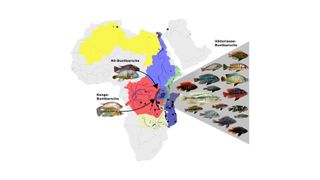 Die Flusssysteme rund um den Viktoriasee und die beiden ursprünglichen Vorfahren aus dem Nil- und dem Kongo-Einzugsgebiet sowie ein Teil der rund 700 aus ihnen hervorgegangenen Arten, 500 davon allein im Viktoriasee. (Ewag)
