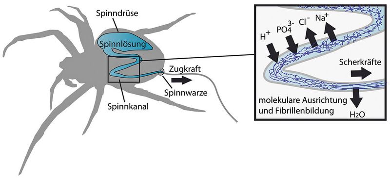 Bild 4: Der natürliche Spinnvorgang. (Bild: Universität Bayreuth)