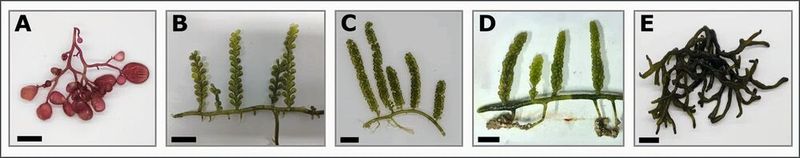 Hungrig? Wie wäre es mit einder der fünf untersuchten Arten an Makroalgen? Botryocladia pseudodichotoma (A), Caulerpa cylindracea (B), Caulerpa lentillifera (C), Caulerpa racemosa (D), and Codium taylorii (E). Scale bar = 1 cm(Bild:  Brix da Costa, B., Kunzmann, A. & Springer, K.; https://doi.org/10.1007/s44187-025-00603-3)