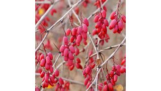 Auch Pflanzen können komplexe Entscheidungen treffen. Das schließen Wissenschaftler aus Untersuchungen an der Gemeinen Berberitze (Berberis vulgaris), die ihre eigenen Samen abtöten kann, um einen Befall mit Parasiten zu verhindern. (Bild: Steffen Hauser / botanikfoto)