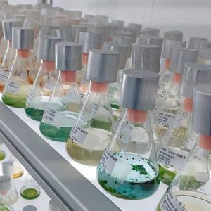 In der Studie testeten die Forschenden Kieselalgenschalen an zwei exemplarischen Schadstoffen.(Bild:  UDE/ Bank Beszteri)