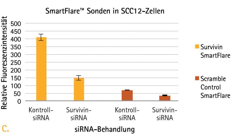 Abb. 4C: Survivin-Expression in SCC12-Zellen mit oder ohne Survivin-Knockdown laut Bestimmung mit der Smartflare-Technologie und nach Analyse mittels Durchflusszytometrie. ... (Bild: Merck Millipore)