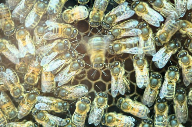 Honigbiene beim Schwänzeltanz (Christoph Grüter/JGU)