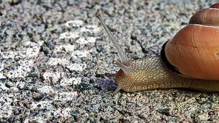 Es gelingt der Verwaltung nicht, bei der Digitalisierung genügend Tempo zu  entwickeln (markus dehlzeit – stock.adobe.com)