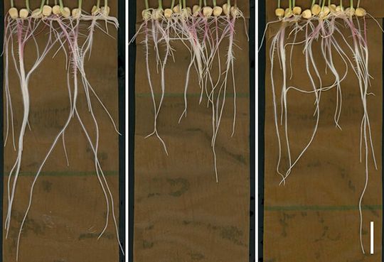 UC San Diego and Stanford scientists studied maize (corn) plant roots and their metabolites—molecules involved in the plant’s energy production — under different settings, including a control condition (left) and treated with aconitate (center) and succinate (right). UC San Diego and Stanford scientists studied maize (corn) plant roots and their metabolites—molecules involved in the plant’s energy production — under different settings, including a control condition (left) and treated with aconitate (center) and succinate (right).