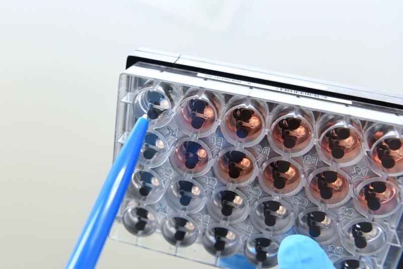 In diesem Trägersystem werden die Muskelorganoide gezüchtet. (Bild: Bergmannsheil)