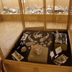 Die große Privatsammlung von Radoslav Trayanov umfasst Überreste, Abdrücke und Spuren von Tieren.