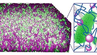 Die Bakterien (grün) sind in einem Kompositmaterial aus Kohlenstoff-Nanoröhrchen (grau) und Kieselsäure-Nanopartikeln (lila) verwoben mit DNA (blau) eingebettet. (Bild: Niemeyer-Lab, KIT)