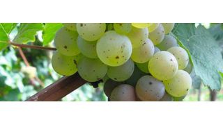 Abb. 1: Weintraube mit Botrytis cinerea infizierten Beeren (Hochschule Geisenheim)