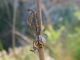 A spider of the species Mangora acalypha. (Universitat de Barcelona)