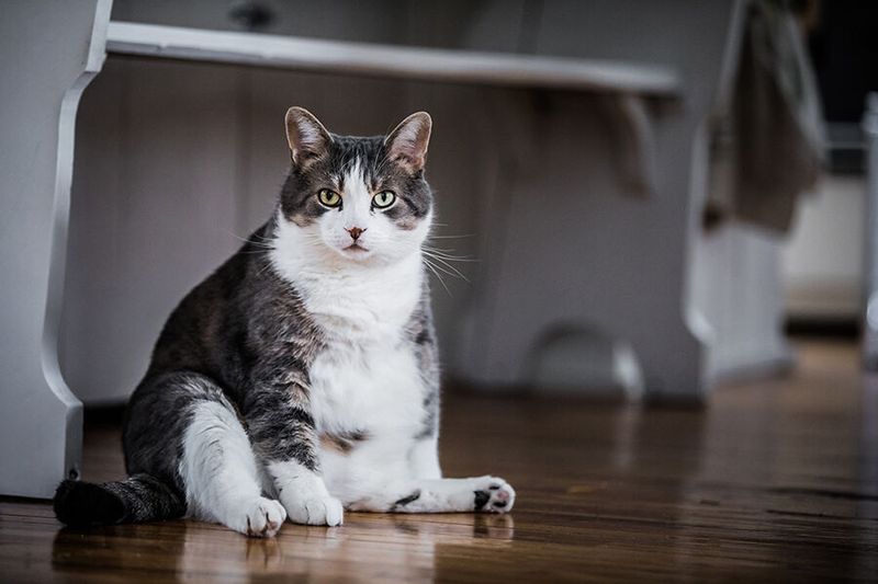 Die fetten Katzen (bis 7 kg) Bei den in der Fachsprache oft als „fat cats” bekannten Tieren handelt es sich um in der Regel sehr reiche und gierige Menschen, die ein großes Vermögen besitzen und sich der Arbeit anderer bedienen, um durch sie noch reicher zu werden. Als „fat cats“ werden aber auch Top-Manager und Konzern-Bosse bezeichnet, die in wenigen Tagen so viel verdienen, wie ein Arbeitnehmer in einem ganzen Jahr. Der weltweit ermittelte „Fat Cat Day“ ist jener Tag, an dem das jährliche Einkommen von Beschäftigten durch Vorstandsmitglieder bzw. Vorstandsvorsitzende bereits verdient wurde. In Österreich ist dieser Tag der 9. Januar, in Deutschland der 5. Januar. Spitzenreiter bei der Lohnungleichheit sind die USA: Dort müsste der Chef nicht einmal zwei Tage arbeiten, um das Jahresgehalt eines durchschnittlichen Mitarbeiters zu verdienen. (Bild: © aetb - stock.adobe.com)