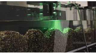 Mithilfe der Fließrinne (Flume) haben Forschende der Uni Bayreuth natürliche Flussbedingungen simuliert und so das Verhalten von verschiedenförmigen Mikroplastikteilchen studiert. (Bild: UBT)