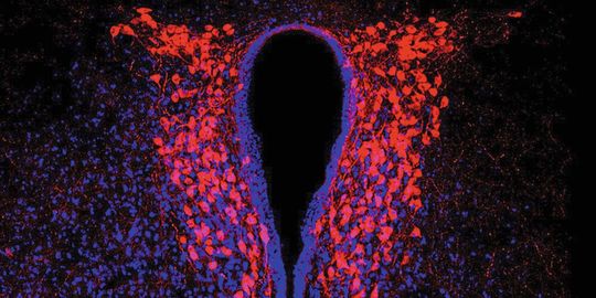 Oxytocin-produzierende Neuronen (rot) im Gehirn der Maus. Oxytocin-produzierende Neuronen (rot) im Gehirn der Maus.