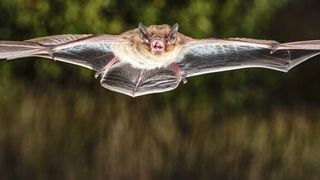 Eine Rauhautfledermaus (Pipistrellus nathusii) (Christian Giese)
