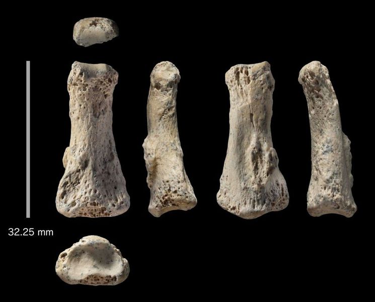 Eindeutig menschlich: Der versteinerte Fingerknochen eines Homo sapiens (hier von allen Seiten abgebildet) wurde an der arächologischen Stätte Al Wusta in Saudi Arabien gefunden. (© Ian Cartwright)