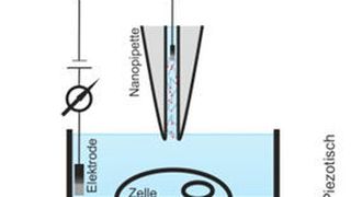 Der erste Schritt der Nanoinjektion: Die Nanopipette wird ca. 20µm über der Zelle manuell positioniert.  (Uni Bielefeld)