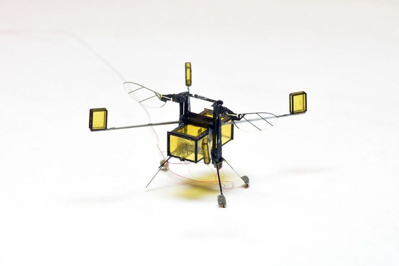RoboBee: die Drohne ist kleiner als eine Büroklammer und kann zur Observation oder als Ersatz von Bienen zum Bestäuben von Blüten eingesetzt werden. (Bild: Wyss Institute at Harvard University)