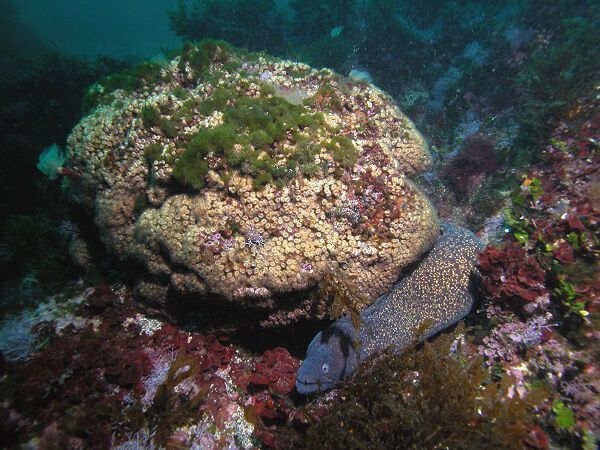 According to the authors, some coral colonies that were considered lost years ago show some living parts. (Diego Kersting )