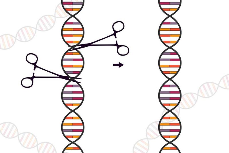 Novel CRISPR-Cas genome-editing nucleases can be used to modify genetic material in cells by specifically altering genes and inserting them into the genome or by removing them altogether.  (Public Domain)