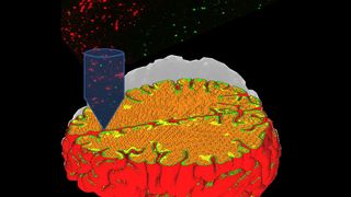 immagine-modello-3d-cortecciacx-word (Quelle: Politecnico di Milano)