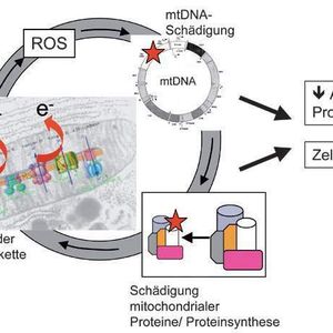 Molekularer Teufelskreis der mitochondrialen Theorie des Alterns und der Neurodegeneration. In der Atmungskette entstehen bereits unter normalen Bedingungen reaktive Sauerstoffverbindungen (ROS). Dieser oxidative Stress schädigt die benachbarte mtDNA und in der Folge mitochondriale Proteine. Es kommt zunehmend zu einer Funktionsstörung der Atmungskette und zu einer noch verstärkten ROS-Produktion. Die Folge ist eine Minderung der ATP-Produktion und Funktionsstörung sowie Tod der Zelle.