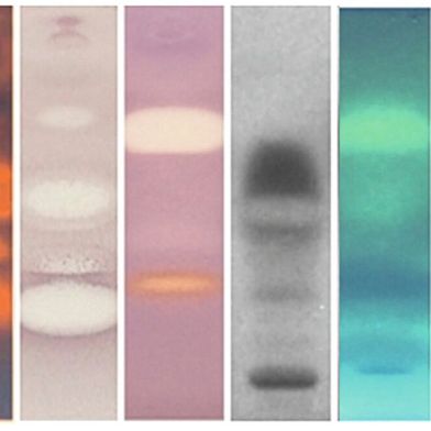 Ein neues Testverfahren weist Mutagene in komplexen Proben nach. Im Bild zu sehen sind (Bio-)Autogramme mit acht verschiedenen Endpunkten zum Nachweis gefährlicher Verbindungen in Parfüms. (Bild: Gertrud E. Morlock, https://doi.org/10.1016/j.chroma.2025.465946)