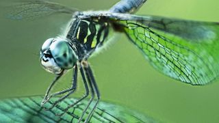 Die leichten Flügel der Libelle werden durch eine komplexe Flügeladerung stabilisiert –  ​ ein bionisches Vorbild für den Leichtbau. (VCG)