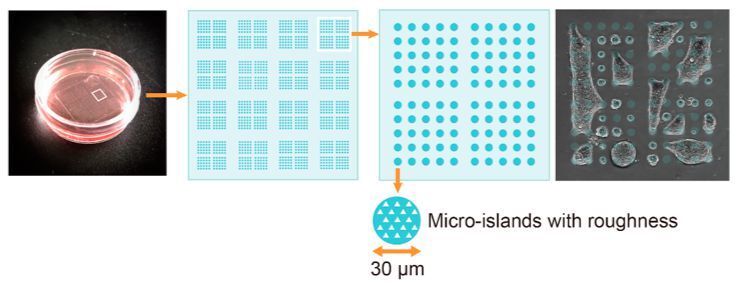 Micro-patterned plate used for the study. The dish has a diameter of 40 mm, the square glass slide an edge length of 20 mm. The picture on the right shows micro-tumors extending over multiple micro-attachment sites. (Hokkaido University)