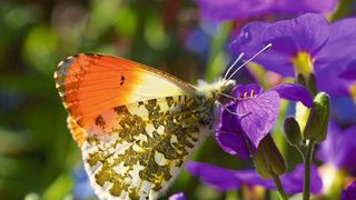 Der Aurorafalter (Anthocharis cardamines) ist laut Analyse der Wissenschaftler:innen die einzige Tagfalterart in der EU, für die eine signifikante Zunahme verzeichnet werden kann. (Bild: Ulrike Schäfer)