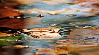 IMB entlaubt den Bereich Global Business. (malubeng auf Pixabay )