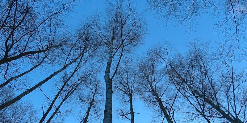 Mithilfe von Bäumen könnten mit Mikroplastik belastete Böden saniert werden. Erstmals zeigen Forschende unter Leitung des IGB, dass die Hänge-Birke während der Wachstumsphase Mikroplastik über die Wurzeln aufnimmt. Eine gute Nachricht, denn Böden sind um ein Vielfaches höher mit Mikroplastik verschmutzt als Meere und Ozeane.(Bild:  Kat Austen)