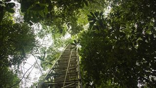 Ein 80 Meter hoher Messturm nahe der Forschungsstation ATTO im brasilianischen Regenwald, 150 Kilometer nordöstlich von Manaus. In 23 Metern Höhe, direkt über dem Kronendach, entnahm das Forschungsteam alle eineinhalb bis drei Stunden Luftproben. (Bild: © Dom Jack, Max-Planck-Institut für Chemie)