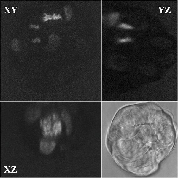 Abb. 3: Durch Photoaktivierung erzeugte Markierung von MCF10A-Zellen.  (Bild: IFOM-IEO)