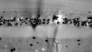 Auf Biokunststoffen basierende, mehrschichtige Verpackungsfolien mit einer vielseitigen Beschichtung aus Chitosan und/oder seinen Derivaten, sollen den Verpackungsherstellern ein Materialsystem an die Hand geben, mit dem sie deutlich nachhaltigere Produkte anbieten können.
Forscher am Fraunhofer-Institut IMWS in Halle (Saale) und das Unternehmen Polyfilm Extrusions GmbH arbeiten jetzt an der Entwicklung. Hier ein Querschnitt durch eine Folienprobe. (Fraunhofer IMWS)