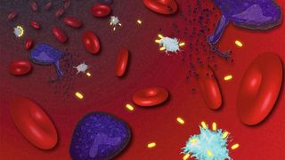 Wenn infizierte Zellen (lila) platzen, setzen sie ASC-Specks (hellblau) frei. Die in der Studie eingesetzten Nanobodies (gelb) sorgen für den Abbau der Specks – die Entzündung geht zurück.  (AG Franklin/ Universität Bonn)