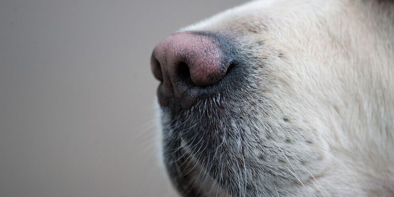 Forschende der Universität Bristol haben untersucht, ob zuvor anhand von Geruchsproben trainierte Hunde die Parkinson-Erkrankung zuverlässig riechen können.(Bild: ©  Mari_art - stock.adobe.com)