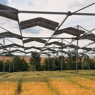 Ackerpflanzen sind anpassungsfähiger als gedacht: Eine Studie der Uni Hohenheim zeigt, dass auch typische Sonnenpflanzen ihre Photosynthese unter Teilbeschattung in Agroforst- und Agri-PV-Systemen anpassen können. (Bild: Universität Hohenheim / Markus Pflugfelder)