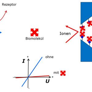 Schema des Messprinzips: Querschnitt der konischen Nanopore, durch die der Ionenstrom (in blau) fließt. Rechts. Bei Gegenwart des zu messenden Biomoleküls kommt es zu einer spezifischen Reaktion mit der funktionalisierten Nanopore mit einer Reduktion des Ionenstroms (in rot). Aus den Strom/Spannungskurven (unten Mitte) lässt sich die Menge an Biomolekül ablesen. (Bild:  TU Darmstadt)