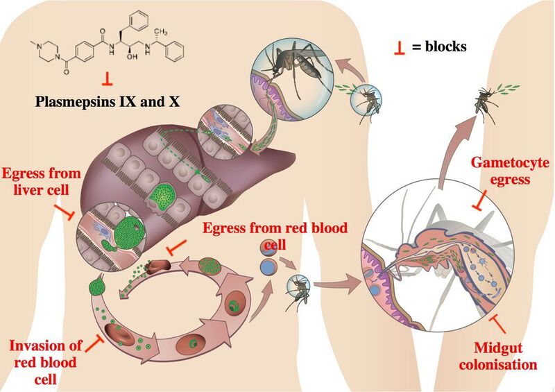 Illustration des Zyklus von Plasmodien und Stelle, an der die „Parasitenfalle“ wirkt. (© Universität Bern)