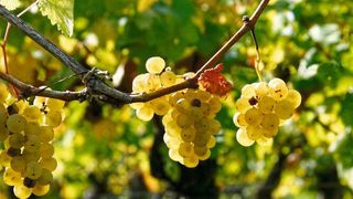  Ein Verbundprojekt unter Leitung der Universität Hohenheim hat ein neues Sensorsystem entwickelt. Damit lassen sich Pilz-Krankheiten im Weinbau präziser vorhersagen und somit Fungizide einsparen. (Bild: Foto: Universität Hohenheim / Astrid Untermann)