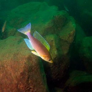 Individuals of the species Cyprichromis coloratus have a medium curiosity.(Source:  University of Basel, Adrian Indermaur)