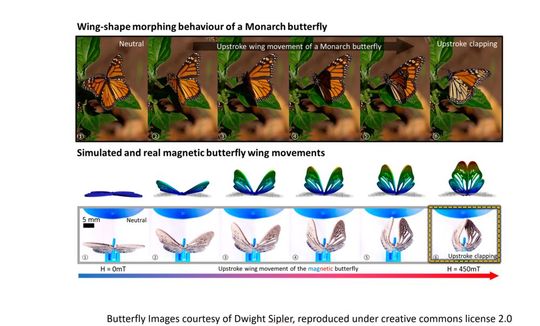 Bioinspiriertes Design und Funktion des magnetischen Schmetterlings.(Bild:  TU Darmstadt)