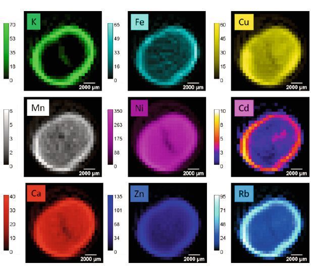Die Elementverteilung auf einem virtuellen Schnitt einer fermentierten Kakaobohne mittels Röntgenfluoreszenz-CT. Deutlich sichtbar ist, dass Cadmium (Cd) vor allem in der Schale vorkommt. 